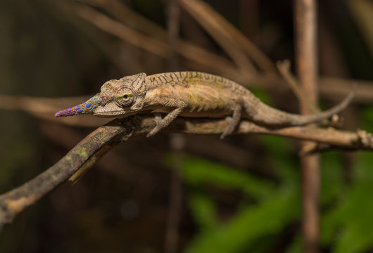 Colorful chameleon of Madagascar, very shallow focus