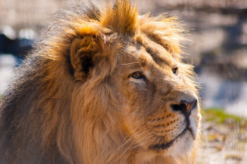 Portrait of a male lion in the sun