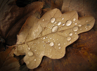 Brown autumn leaves with drops of water