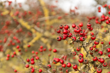 Red berries on a hawthorn bush.