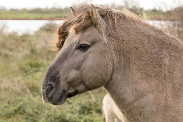 Obraz premium Konik horse in the pasture. Portrait of horse.