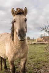 Konik horse in the pasture.
Portrait of horse.