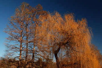 weeping willow
