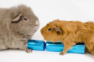 das Duell...