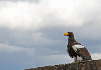 Rapace