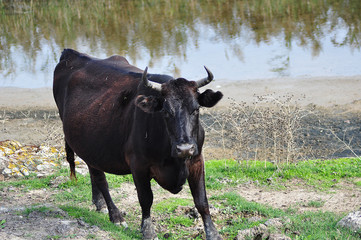 water buffallo charging