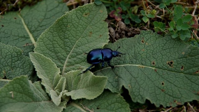 Anoplotrupes stercorosus Scriba walk on the grass
