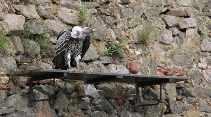 Rapace