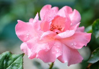 Obraz premium beautiful romantic pink roses flowers with water drops, soft sel