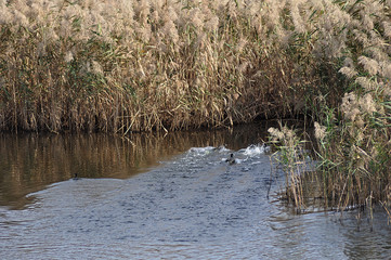reeds and wildlife reflections