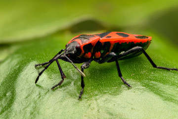 Black and red bug, Lygaeus equestris on a leaf
