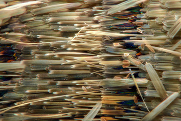 Obraz premium Extreme magnification - Moth and butterfly wing