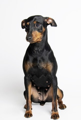Fototapeta premium pincher