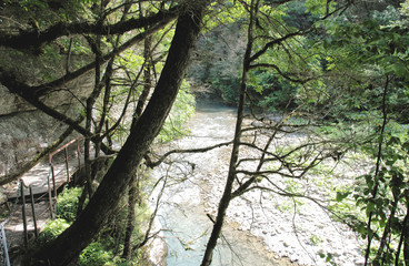 Mountain river. Yew-tree grove in Caucasian biosphere reserve, Khosta district of Sochi, Russia