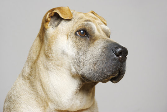 shar pei