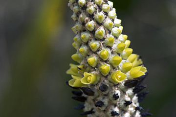 Bromeliad Aechmea bromeliifolia in the forest
