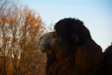 Portrait of a camel in profile in the park autumn evening