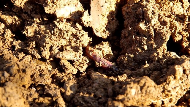 Earthworm in soil in plowed soil in the autumn
