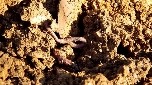 Earthworm in soil in plowed soil in the autumn
