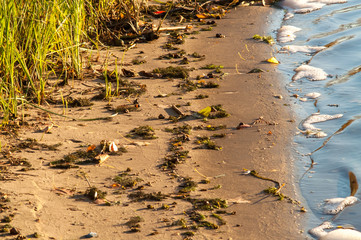 Bee on a yellow flower