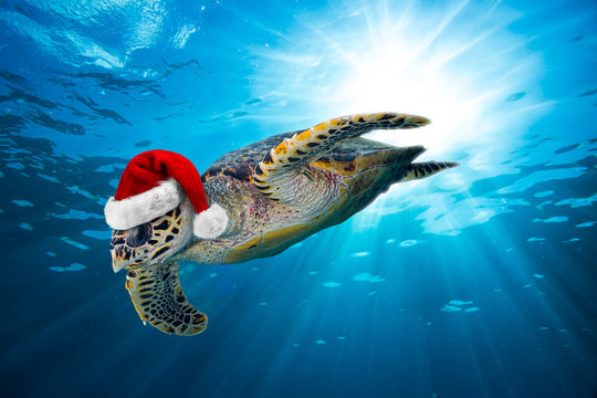 hawksbill sea turtle with santa hat  dives down into the deep blue ocean