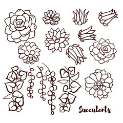 Succulents set  In the hand drawn style.