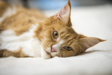 Obraz premium Maine Coon rudy pręgowany leżąc na łóżku