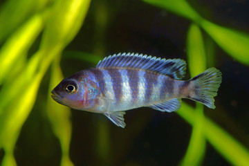Cobalt Blue Zebra Cichlid