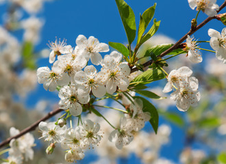 cherry blossom against the sky