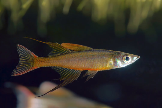 threadfin rainbowfish (Iriatherina werneri)