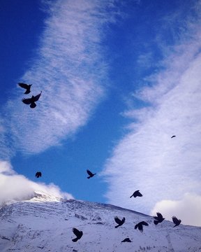 Crows fly in the blu sky
