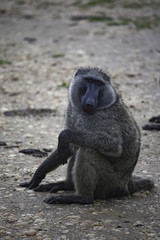 Baboon in Murchison