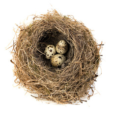 Original bird's nest with quail eggs close-up isolated on a white background.