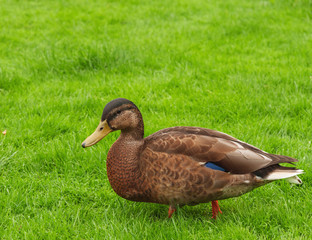 wild duck on the grass