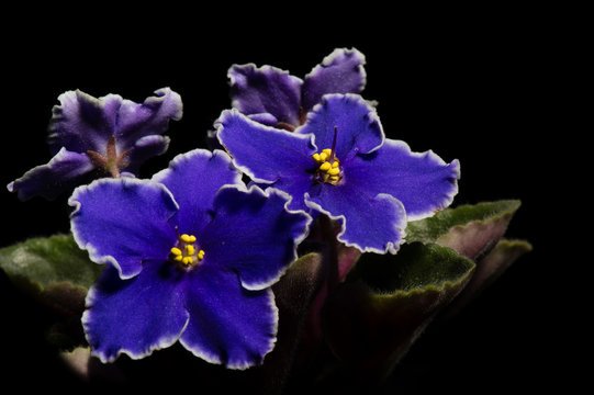 African violet (saintpolia) on the black background.