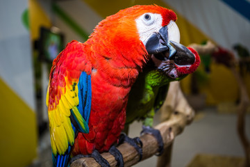Cute parrots in love