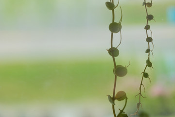 Blur and soft of creeper background