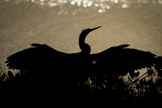 Anahinga Silhouette