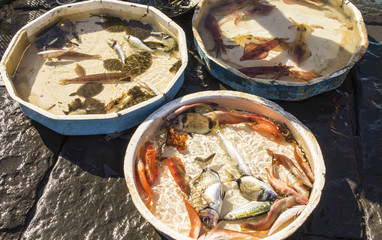  Old traditional market of fresh fish on the beach in Naples, Italy