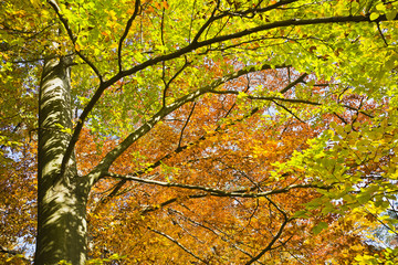 Las w pięknych jesiennych kolorach w pogodny dzień.
Pięknie wybarwione jesienne liście na...
