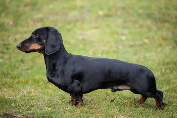 Purebred shorthaired dachshund