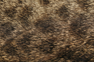 Skin of cat background, close up
