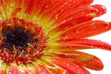 Orange gerbera on white