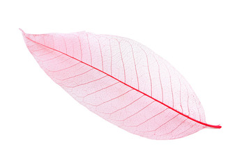 Skeleton leaf isolated on a white