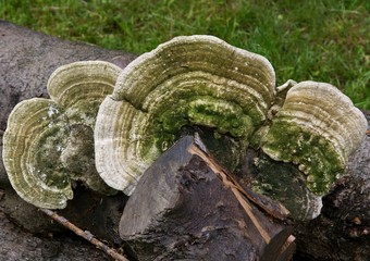 bracket fungus on trunk of tree