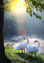 Deux cygnes dans un lac et un rayon de soleil magnifiques