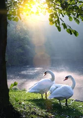 Papier Peint photo autocollant Cygne Deux cygnes dans un lac et un rayon de soleil magnifiques