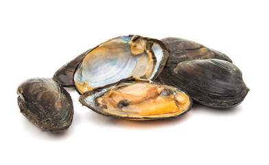 group of boiled mussels in shells isolated