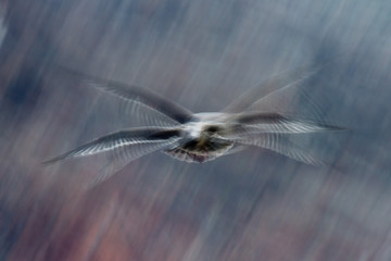 move effect on seagulls while flying © Andrea Izzotti