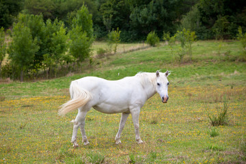 Obraz na płótnie Canvas White Horse in a Green Field of Grass